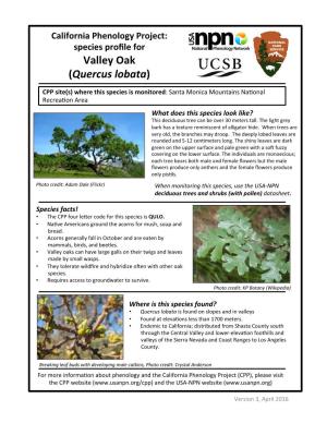 Valley Oak (Quercus Lobata)