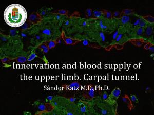 Innervation and Blood Supply of the Upper Limb. Carpal Tunnel. Sándor Katz M.D.,Ph.D