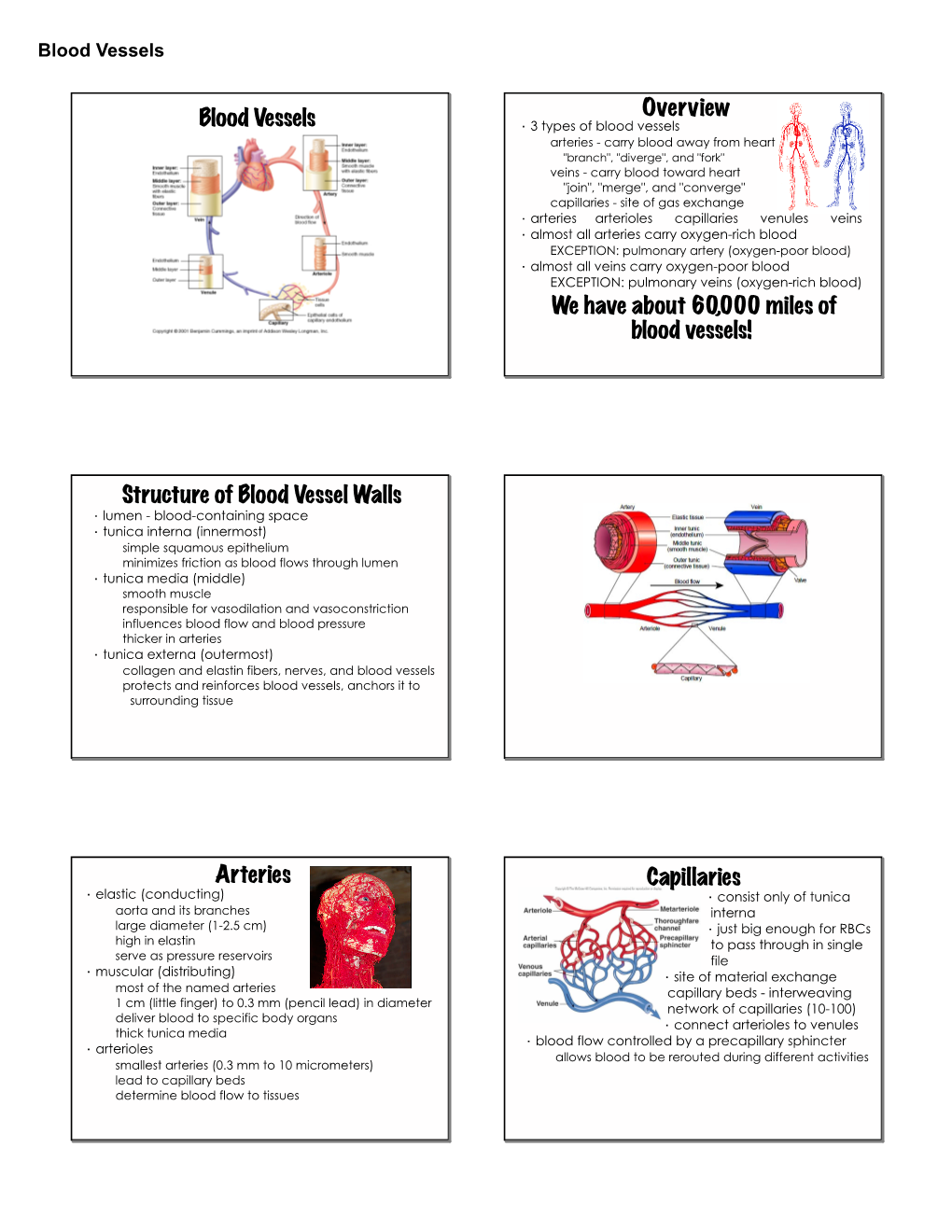 Structure Of Blood Vessel Walls Arteries Capillaries - DocsLib