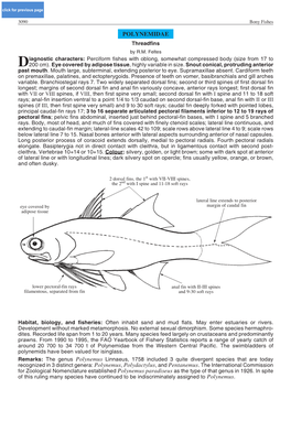 POLYNEMIDAE Threadfins by R.M