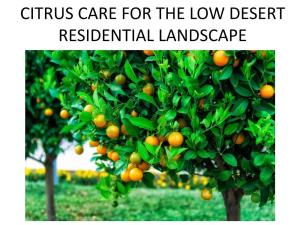 Citrus Care for the Low Desert Residential Landscape Citrus Care for the Low Desert Residential Landscape 1