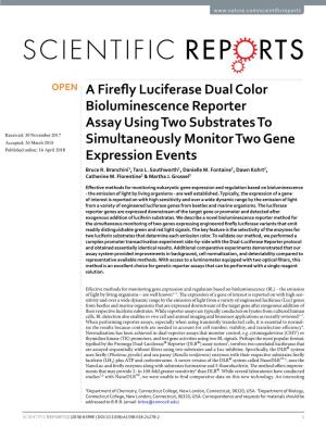 A Firefly Luciferase Dual Color Bioluminescence Reporter Assay