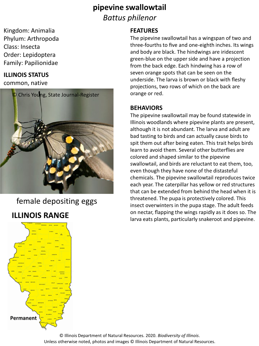 Pipevine Swallowtail Battus Philenor