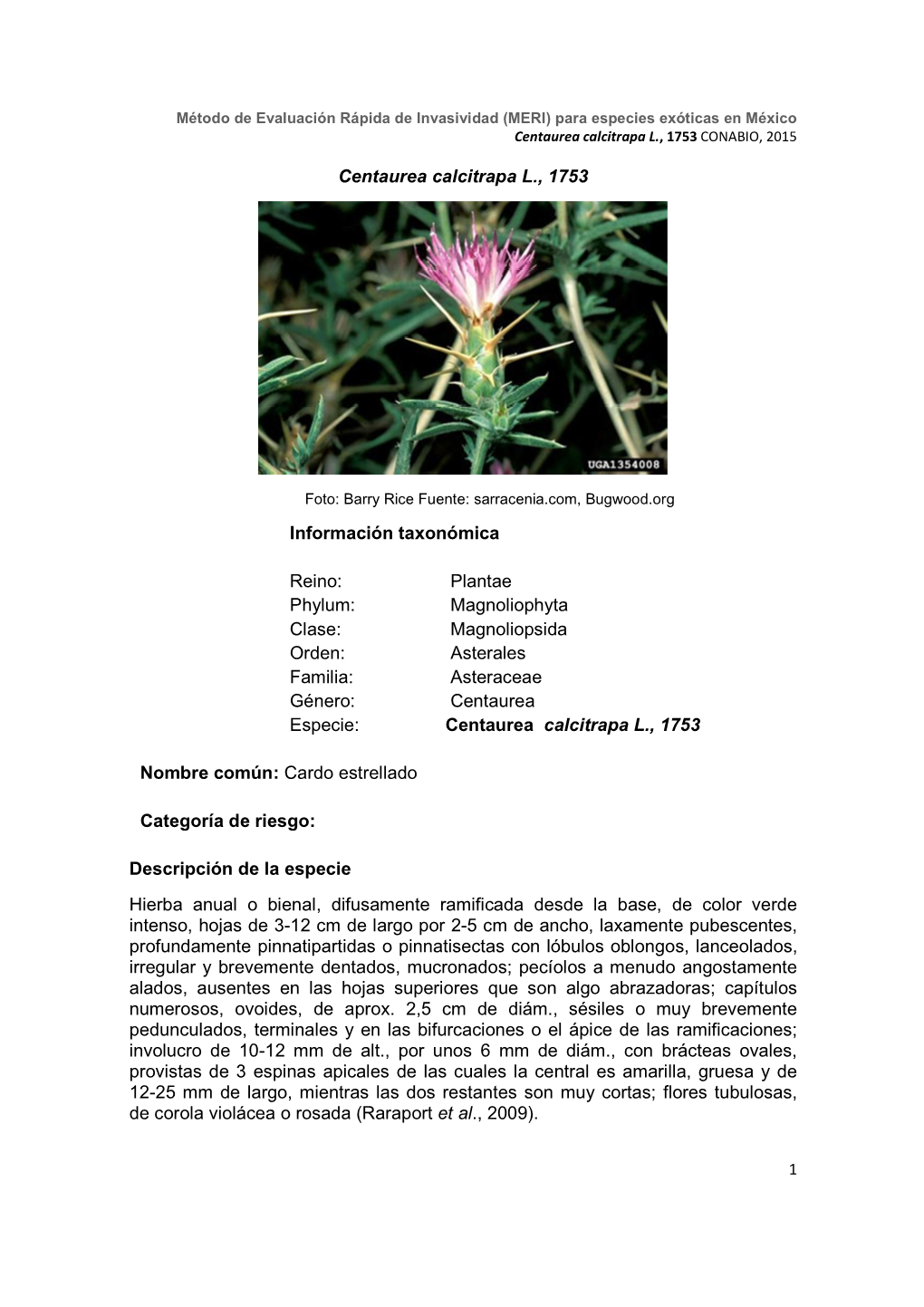Centaurea Calcitrapa L