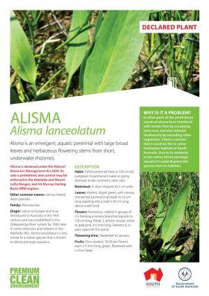 Alisma Lanceolatum Biodiversity by Excluding Other Vegetation