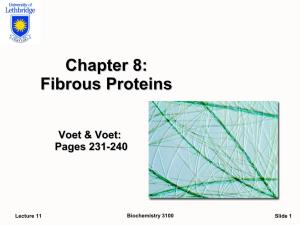Chapter 8: Fibrous Proteins