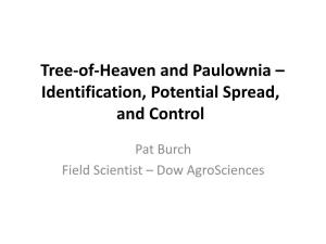 Tree-Of-Heaven and Paulownia – ID, Control and Potential Spread