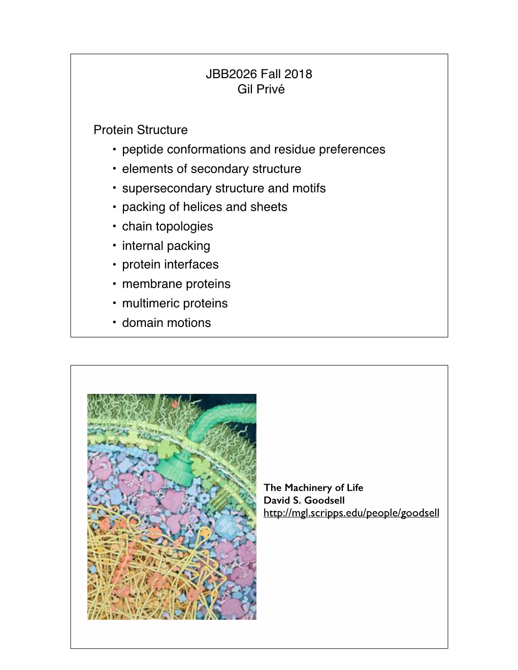 JBB2026 Fall 2018 Gil Privé Protein Structure • Peptide Conformations