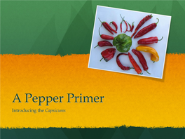 A Pepper Primer Introducing the Capsicums a Brief History
