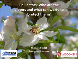 Pollinators: Who Are the Players and What Can We Do to Protect Them?