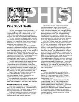 Pine Shoot Beetle