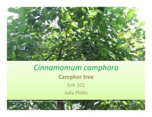 Cinnamomum Camphora Camphor Tree Enh 101 Julia Plotts