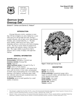 Quercus Lyrata Overcup Oak1 Edward F