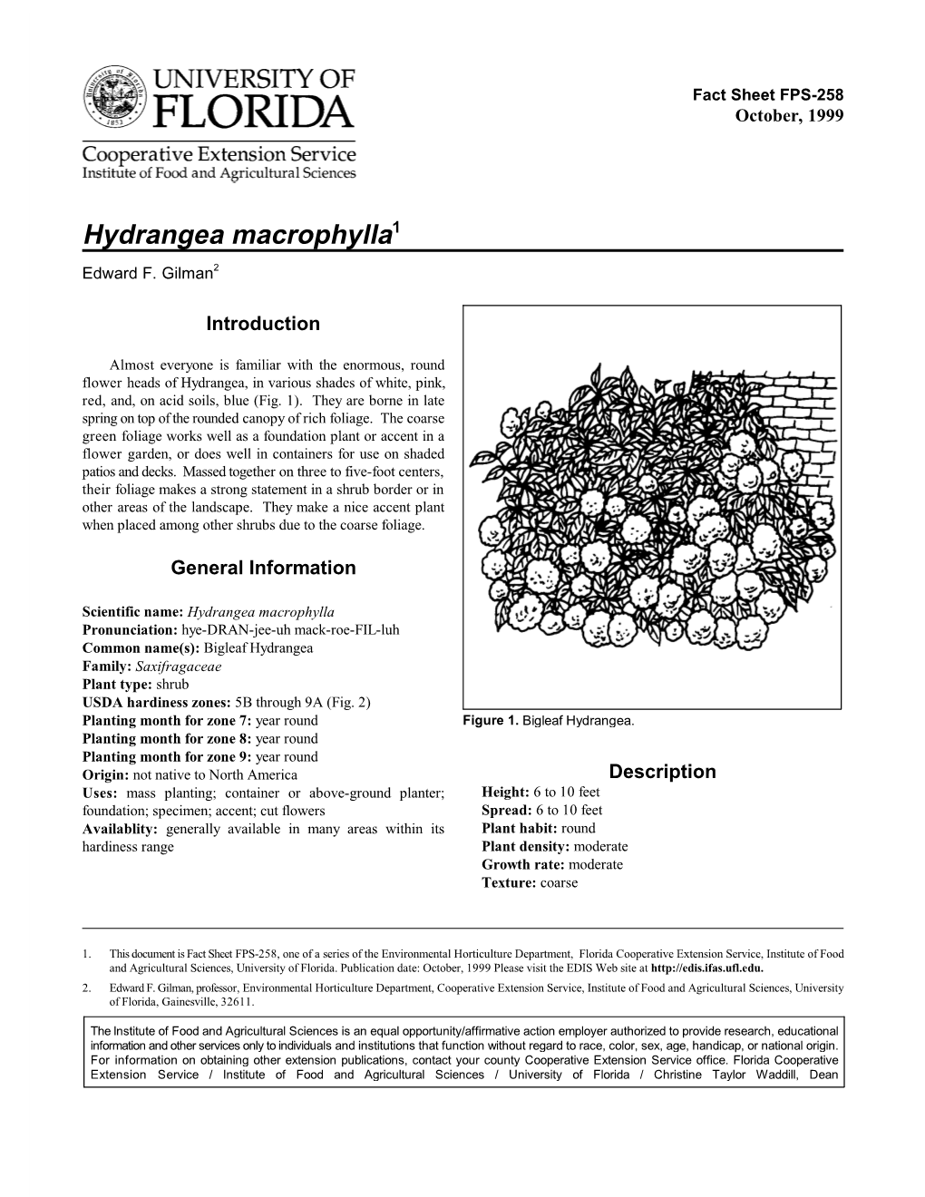 Hydrangea Macrophylla1