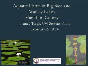 Aquatic Plants in Big Bass and Wadley Lakes Marathon County Nancy Turyk, UW-Stevens Point February 27, 2014