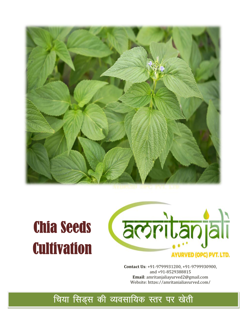 Chia Seeds Cultivation