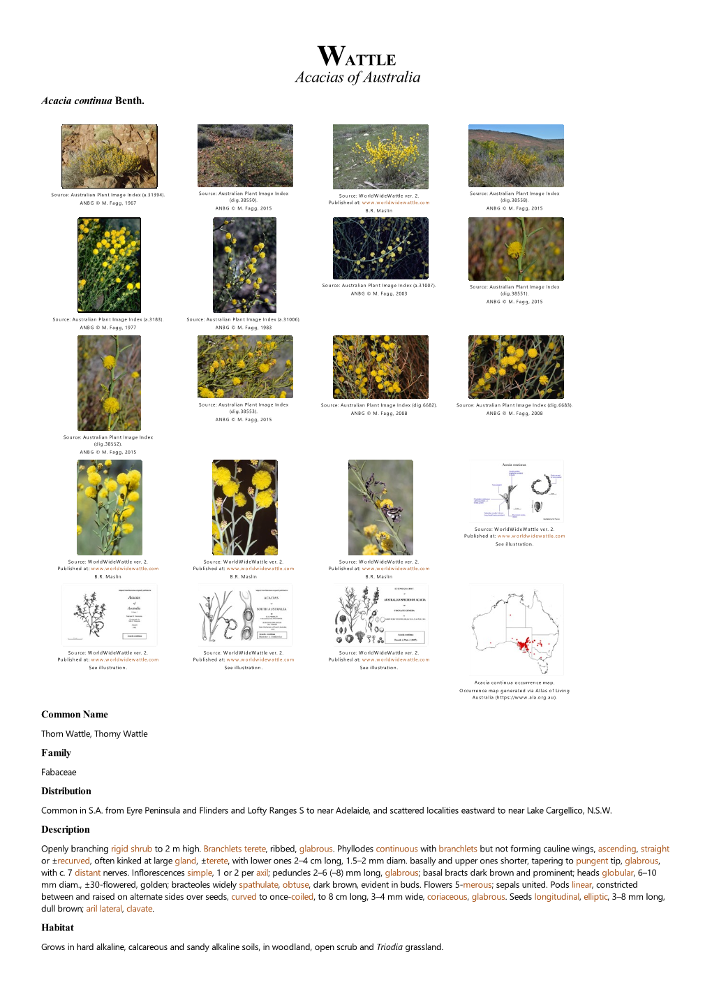 Acacia Continua Benth