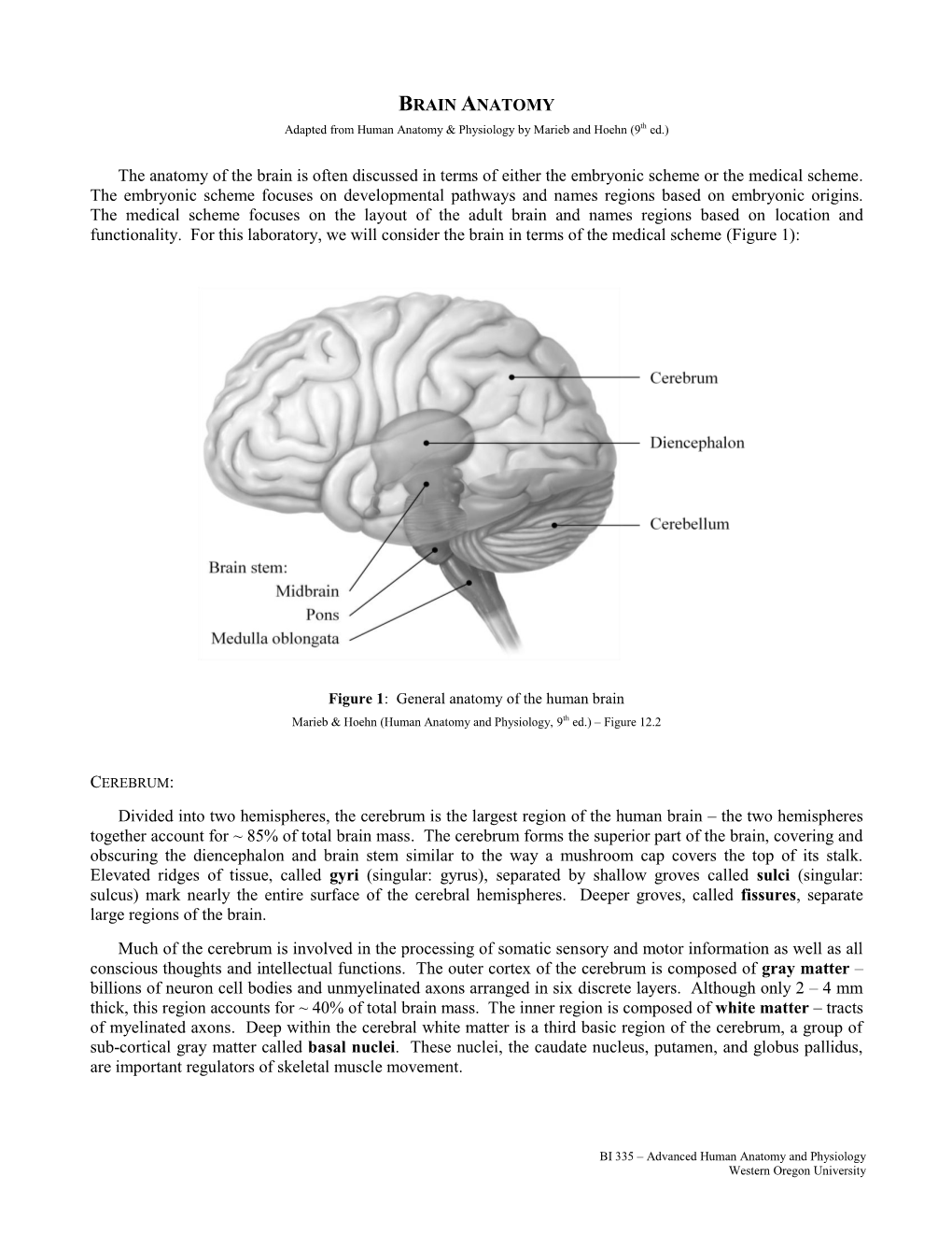 Brain Anatomy