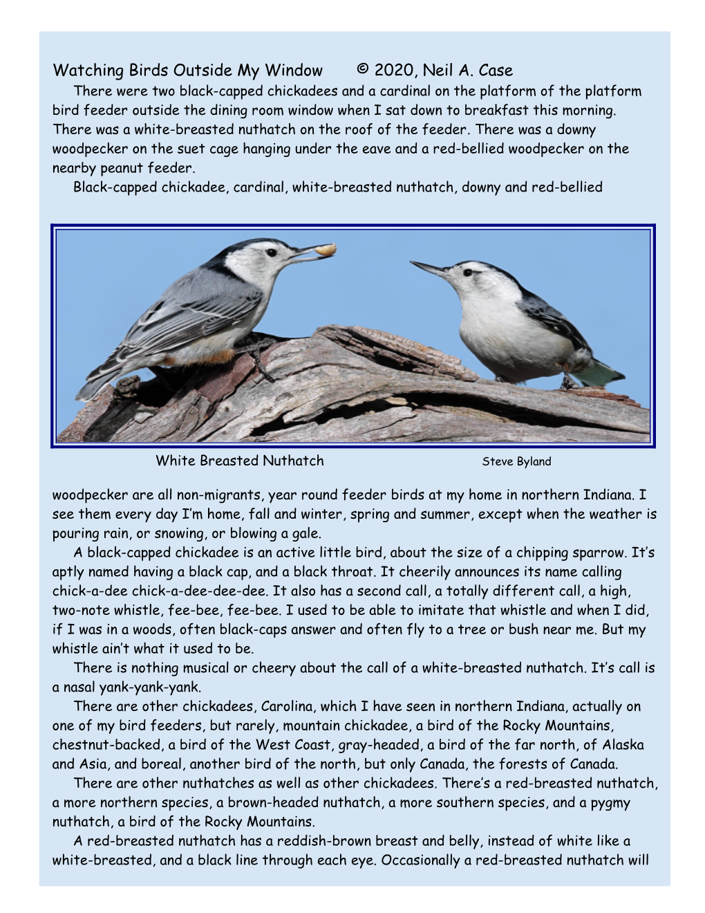 Watching Birds Outside My Window © 2020, Neil A. Case