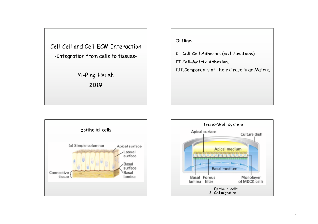 (Cell Junctions). II. Cell-Matrix Adhesion. III.Components of the Extracellular Matrix. Epithelial Cells Trans-Well System