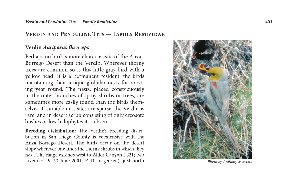 Verdin and Penduline Tits — Family Remizidae 401