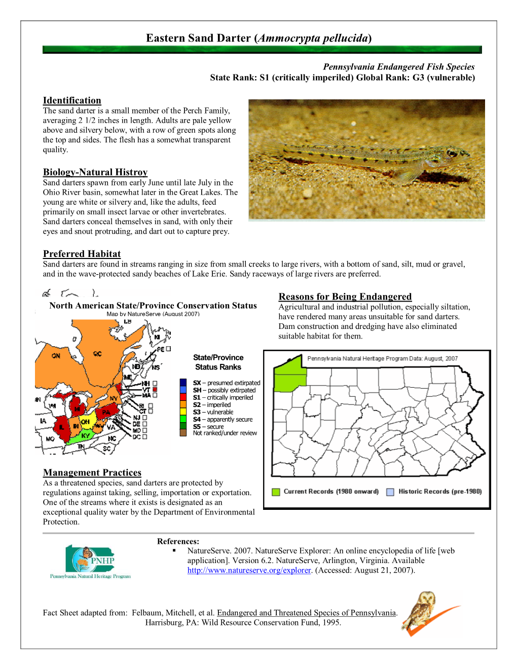 Eastern Sand Darter (Ammocrypta Pellucida)