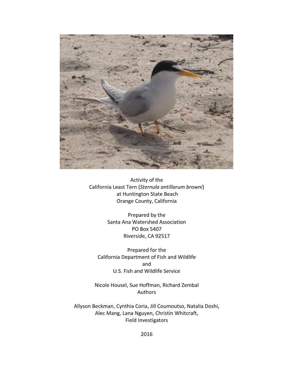 1 Activity of the California Least Tern (Sternula Antillarum Browni)