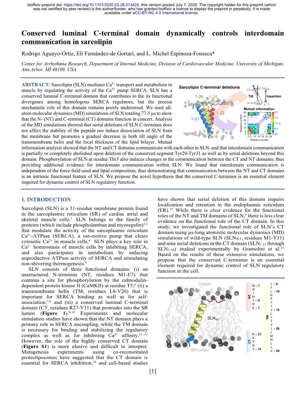 Conserved Luminal C-Terminal Domain Dynamically Controls Interdomain Communication in Sarcolipin