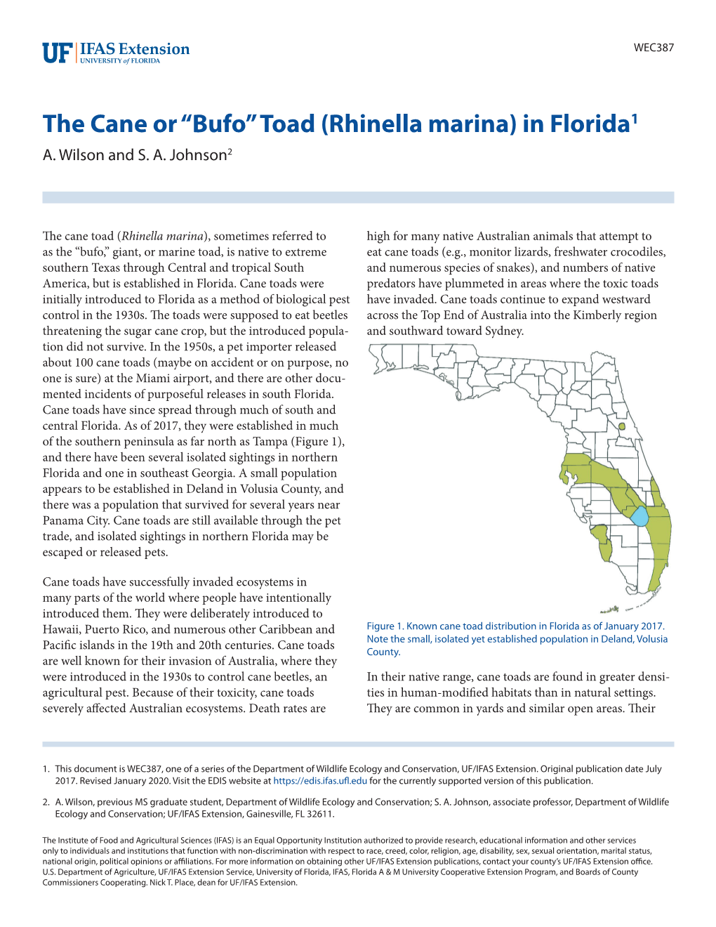 “Bufo” Toad (Rhinella Marina) in Florida1 A