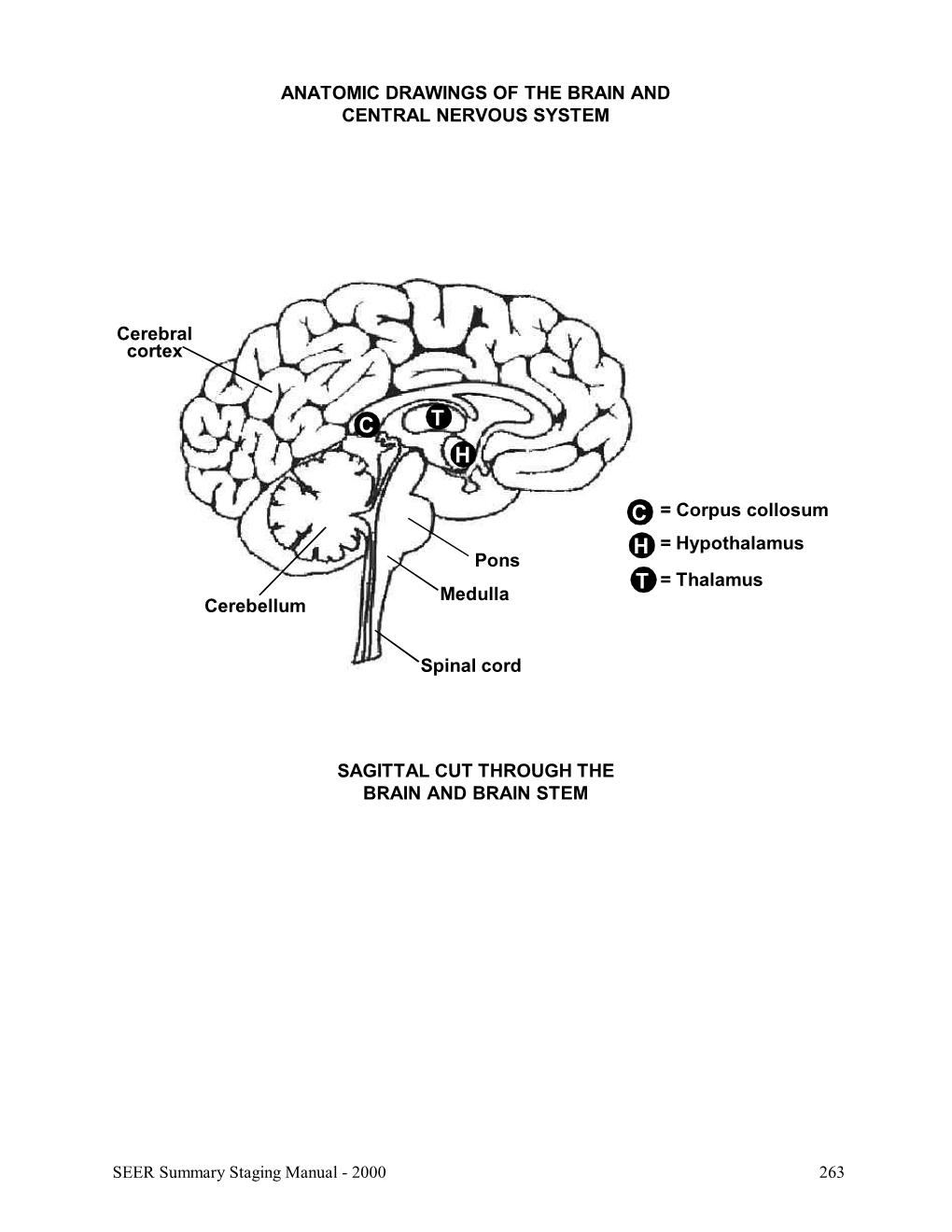 Brain and Central Nervous System