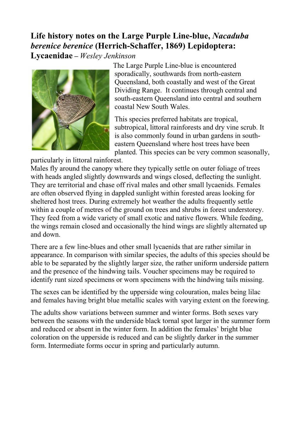 Life History Notes on the Large Purple Line-Blue, Nacaduba Berenice Berenice (Herrich-Schaffer, 1869) Lepidoptera: Lycaenidae – Wesley Jenkinson