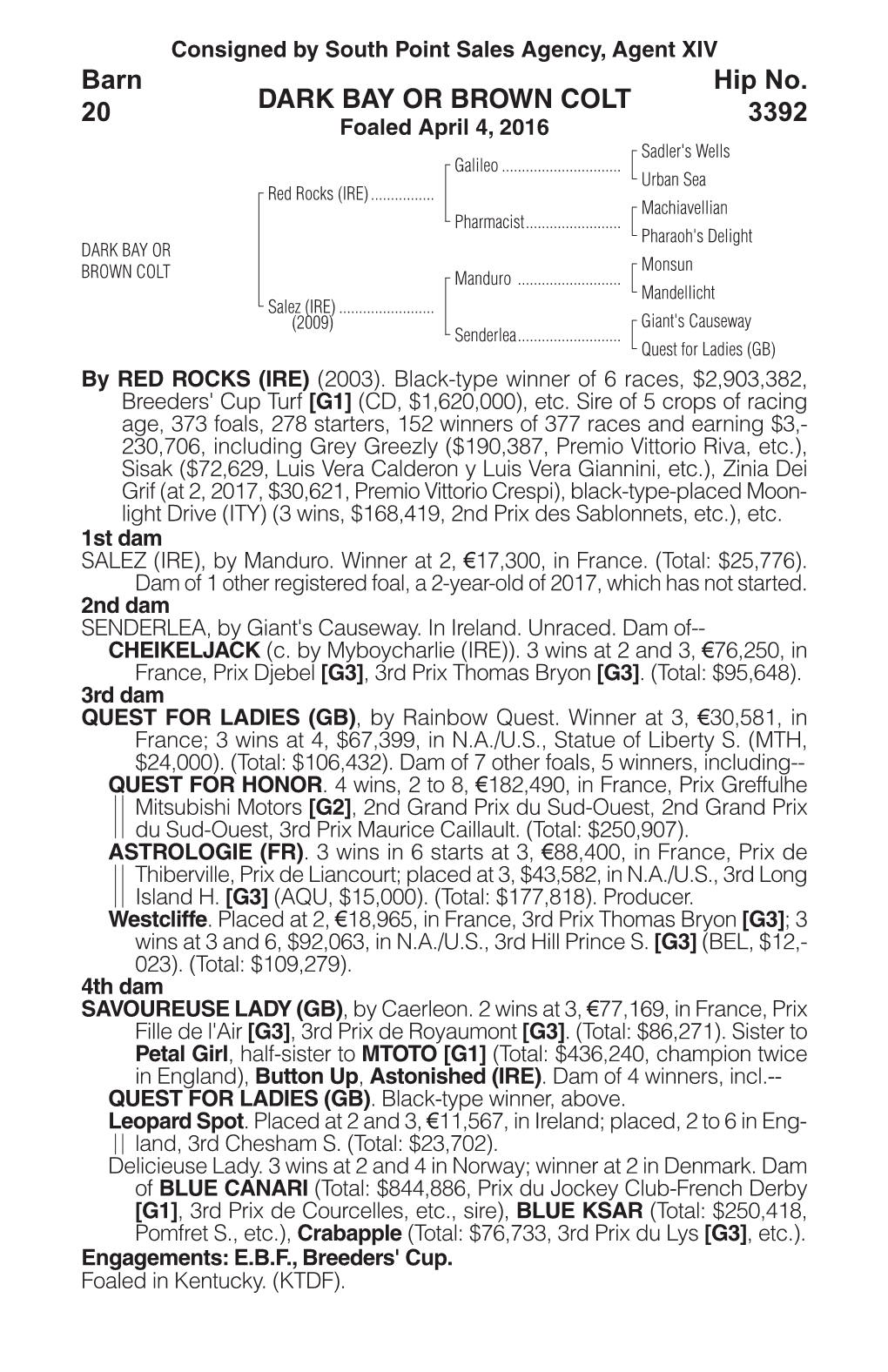 DARK BAY OR BROWN COLT Barn 20 Hip No. 3392