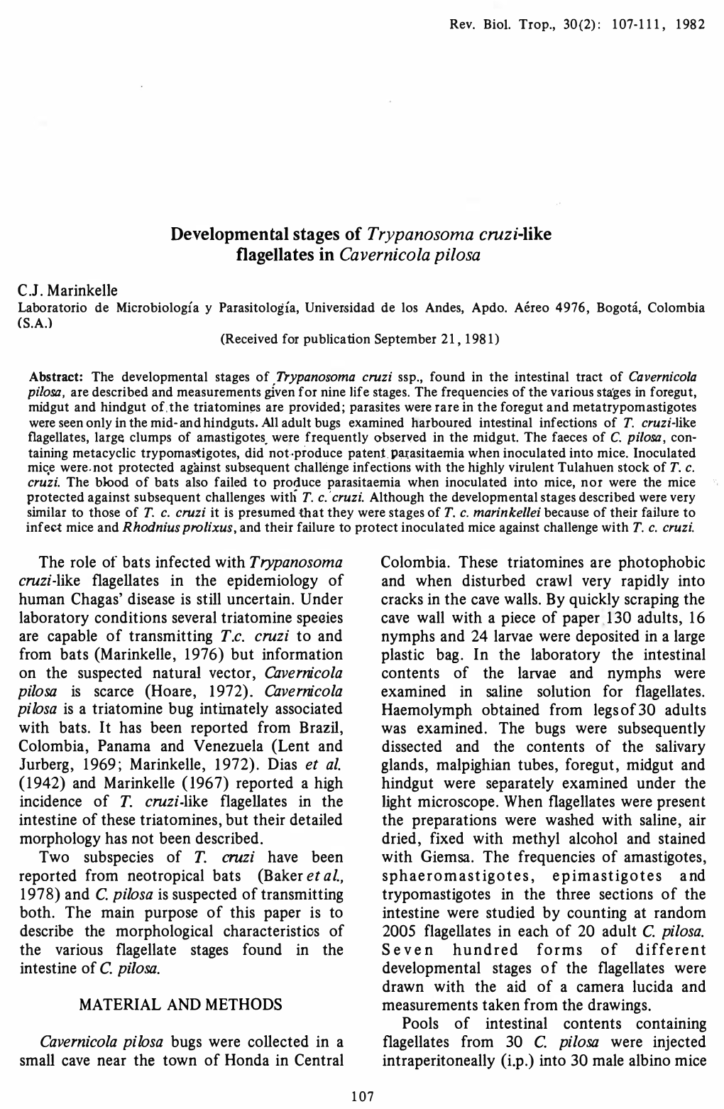 Developmental Stages of Trypanosoma Crnzí-Like Flagellates in Cavernícola Pilosa