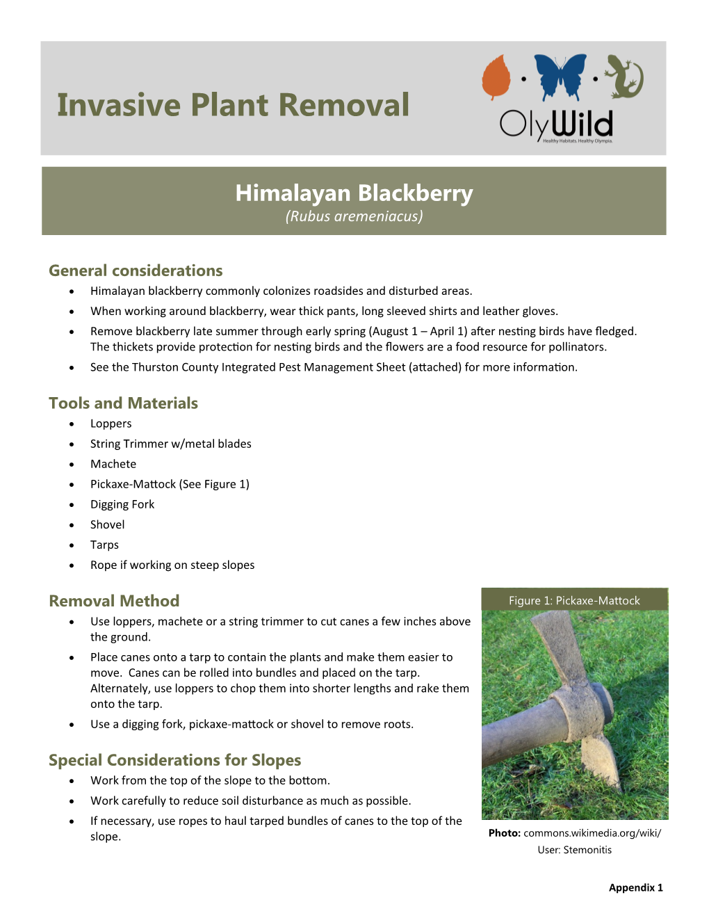 Invasive Plant Removal