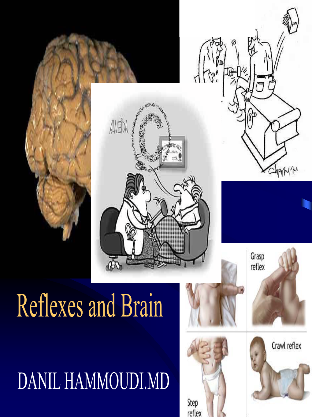 Reflexes and Brain