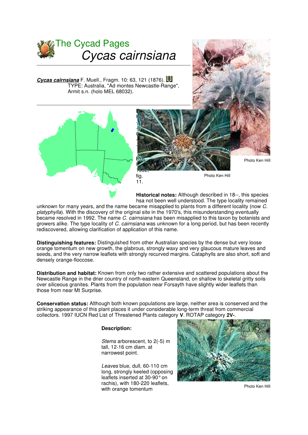 Cycas Cairnsiana