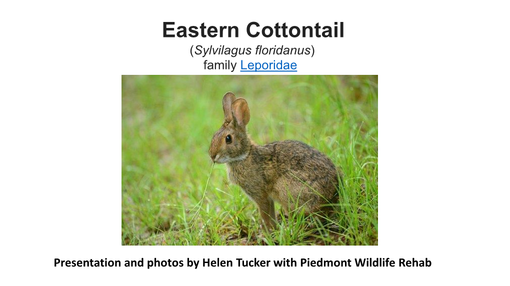 Eastern Cottontail (Sylvilagus Floridanus) Family Leporidae