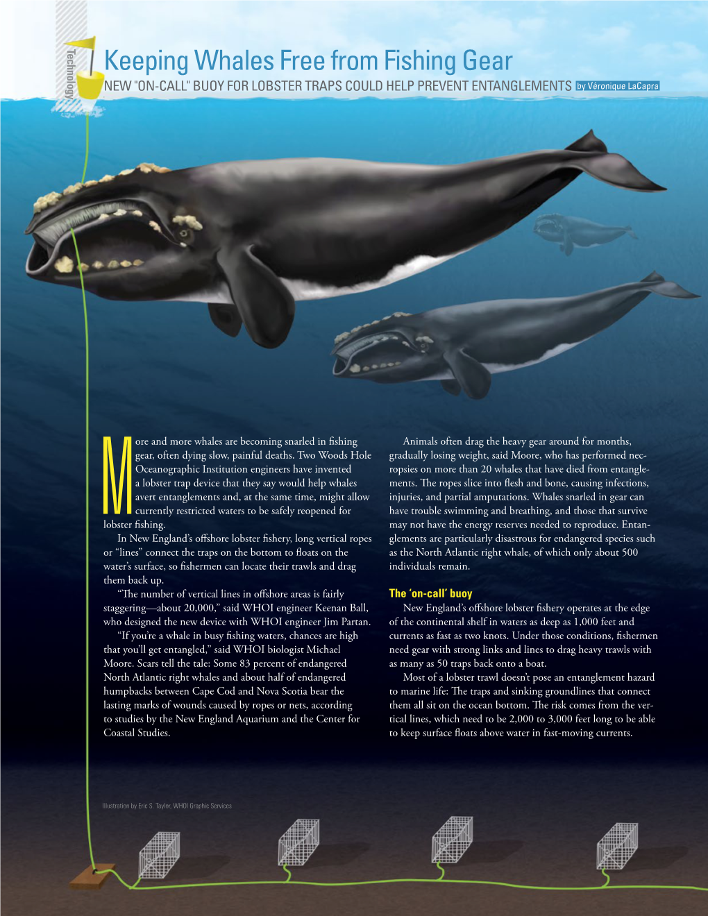 Keeping Whales Free from Fishing Gear NEW "ON-CALL" BUOY for LOBSTER TRAPS COULD HELP PREVENT ENTANGLEMENTS by Véronique Lacapra