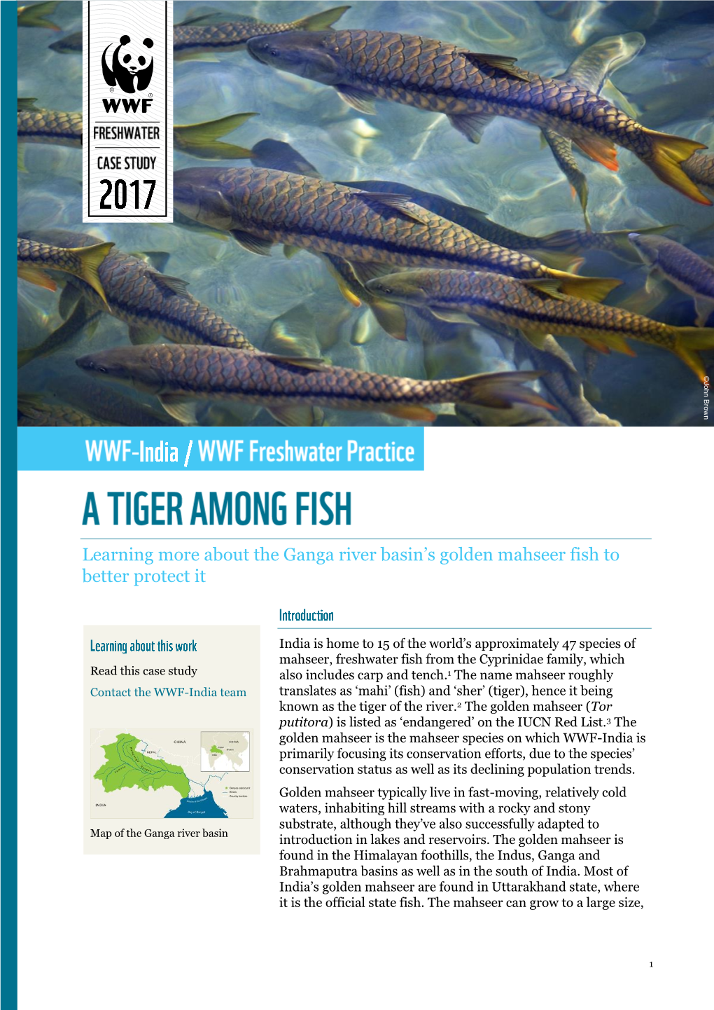 Learning More About the Ganga River Basin's Golden Mahseer Fish To