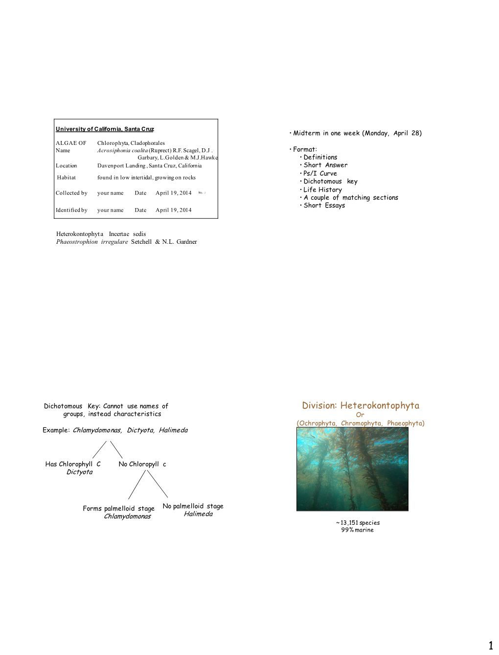 Division: Heterokontophyta Groups, Instead Characteristics Or (Ochrophyta, Chromophyta, Phaeophyta) Example: Chlamydomonas, Dictyota, Halimeda