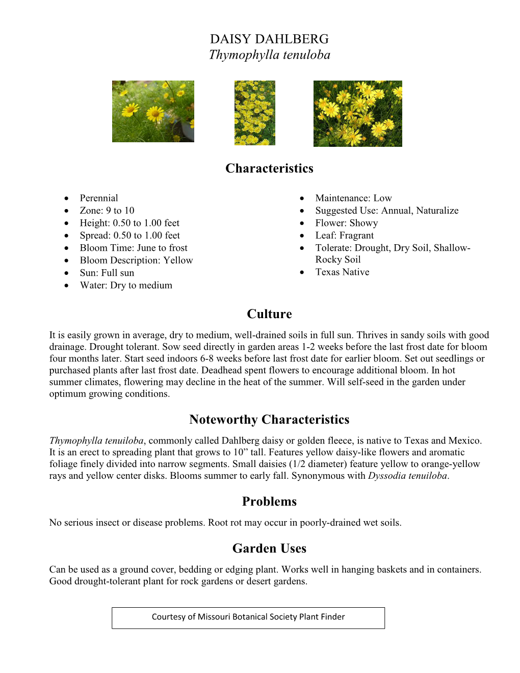 DAISY DAHLBERG Thymophylla Tenuloba Characteristics Culture