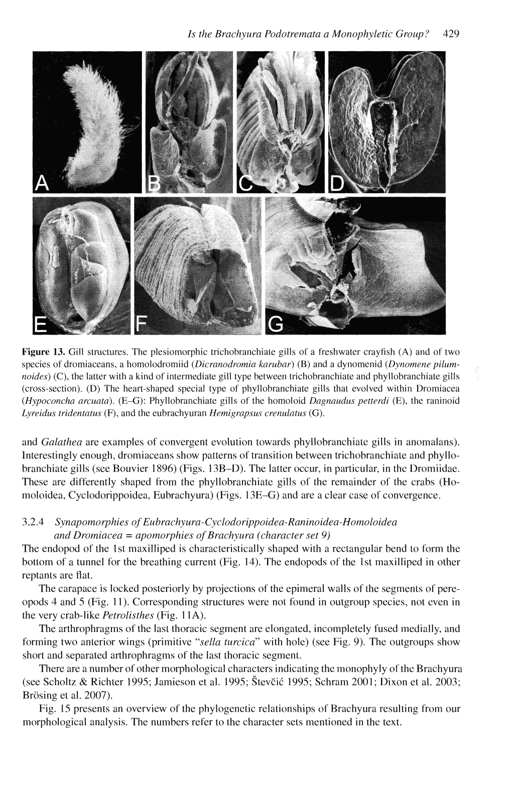 Is the Brachyura Podotremata a Monophyletic Group ? 429 Figure 13. Gill Structures. the Plesiomorphic Trichobranchiate Gills Of