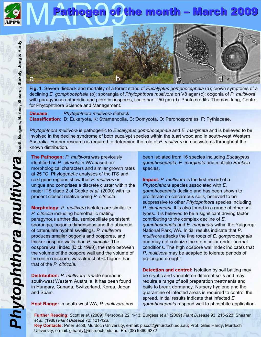 Phytophthora Multivora on V8 Agar (C); Oogonia of P