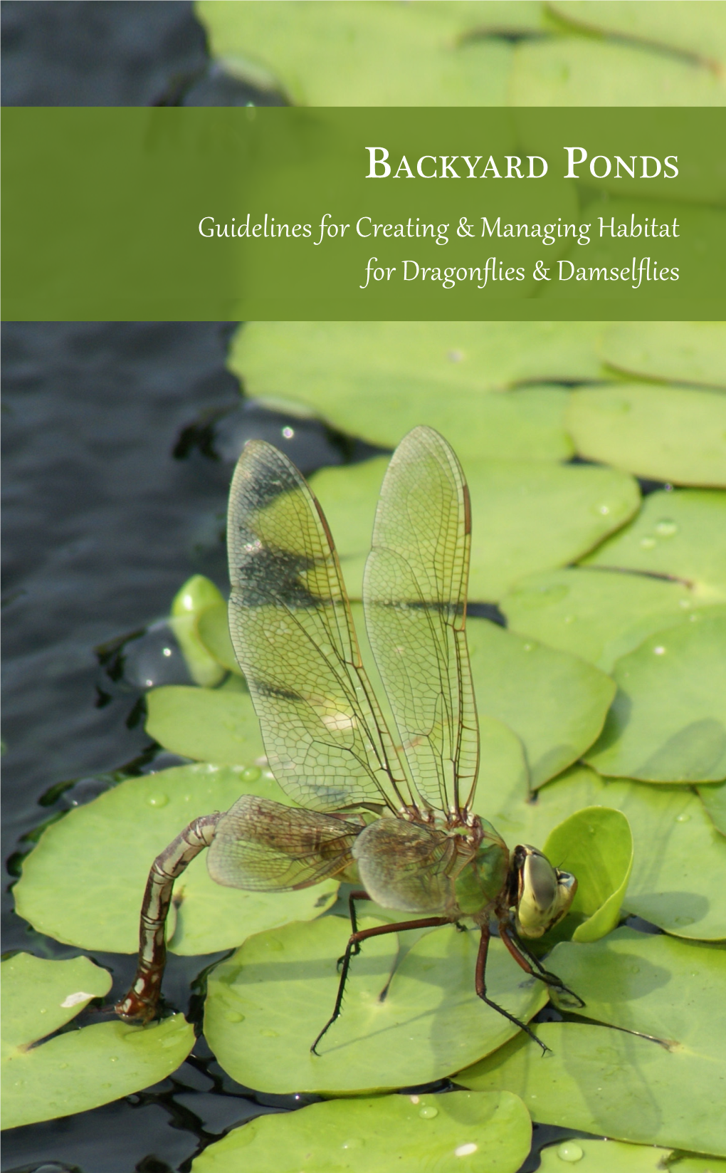 Guidelines for Creating & Managing Habitat for Dragonflies & Damselflies