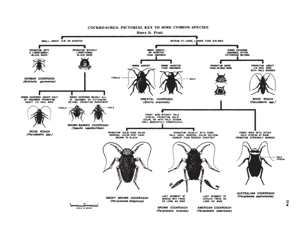 Cockroaches.Pdf