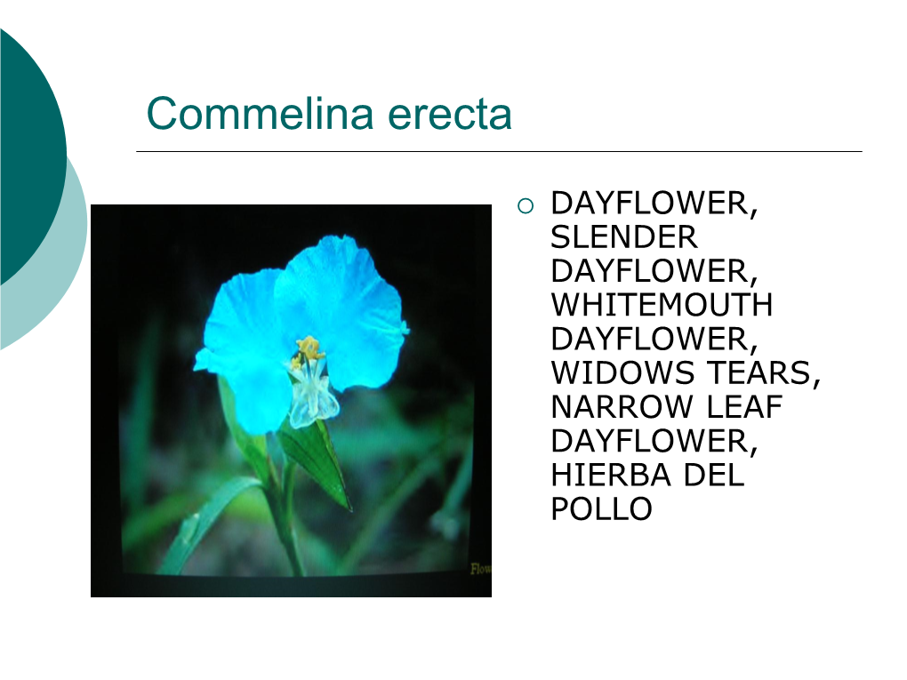 Commelina Erecta