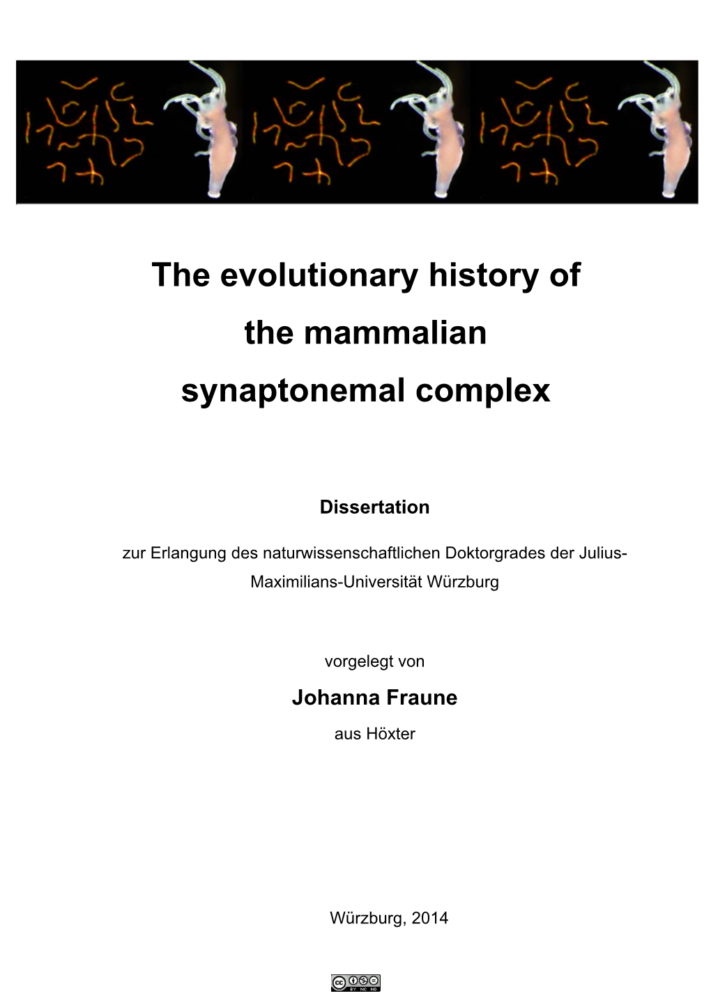 The Evolutionary History of the Mammalian Synaptonemal Complex