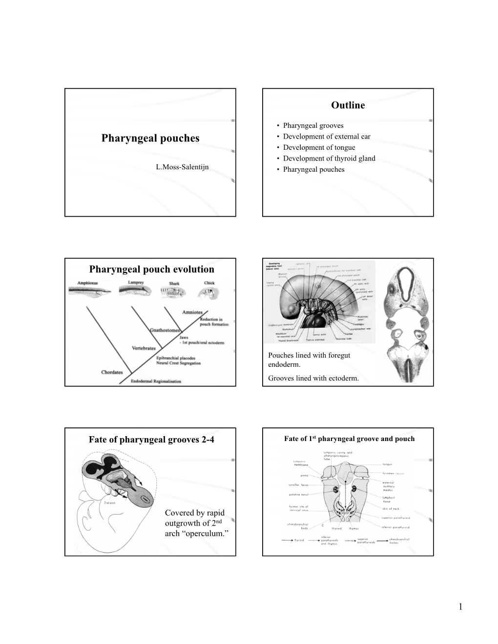 Pharyngeal Pouches • Development of External Ear • Development of Tongue • Development of Thyroid Gland L.Moss-Salentijn • Pharyngeal Pouches