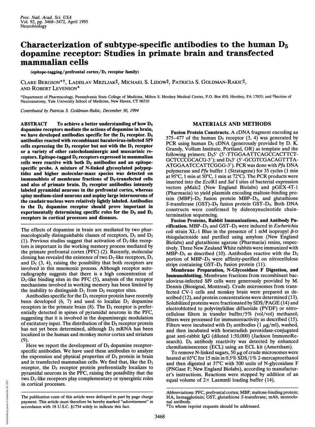 Studies in Primate Brain and Transfected Mammalian Cells (Epitope-Tagging/Prefrontal Cortex/Di Receptor Family) CLARE BERGSON*T, LADISLAV Mrzljakt, MICHAEL S