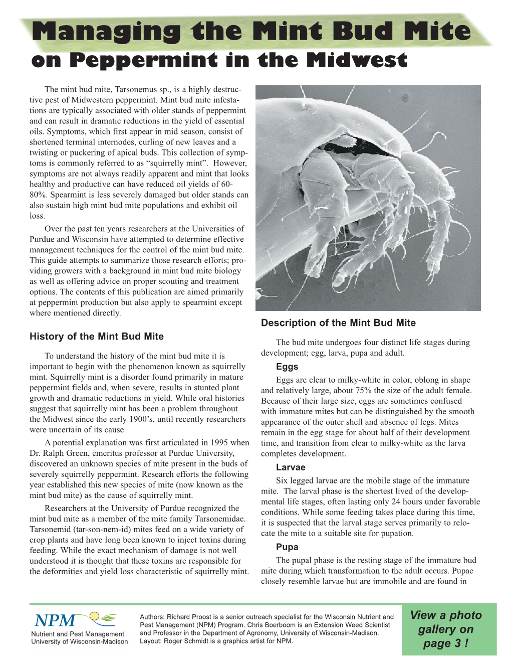 Managing the Mint Bud Mite in Peppermint in the Midwest